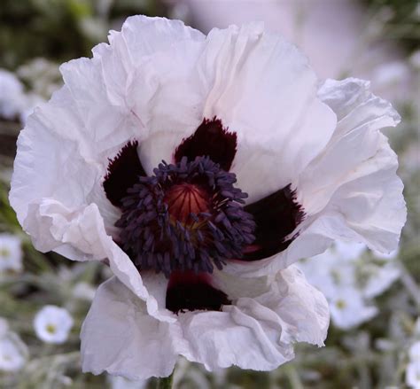 Oriental Poppies Easy To Grow And Maintain Sowing The Seeds