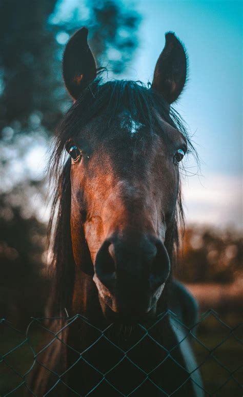 Horse Iphone Wallpapers Top Free Horse Iphone Backgrounds