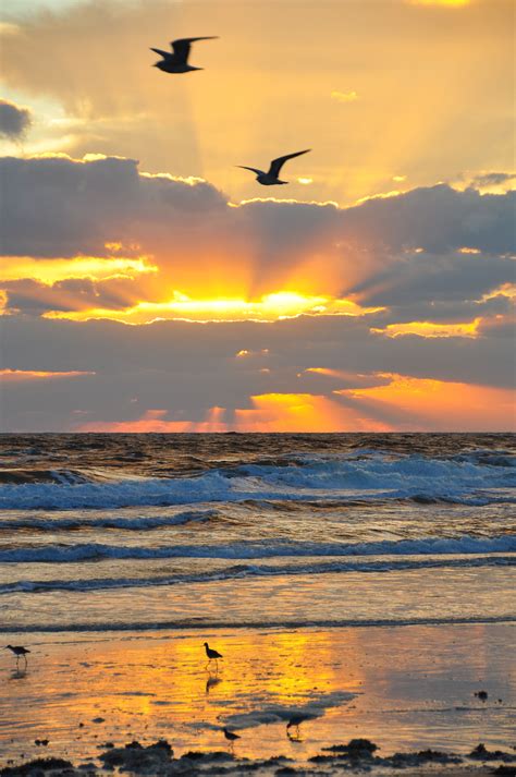 Beautiful Early Morning Beach Sunrise Scenery In Florida With Seagulls