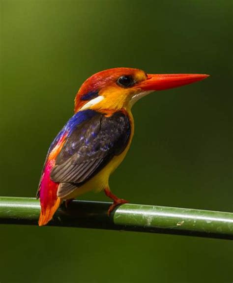 Oriental Dwarf Kingfisher Birds Of India Bird World