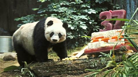 Oldest Known Giant Panda Celebrates 37th Bear Thday Youtube