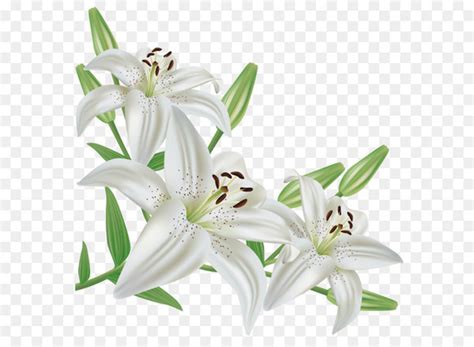 Lilium Candidum Flower Easter Lily Arum Lily Clip Art White Lilium