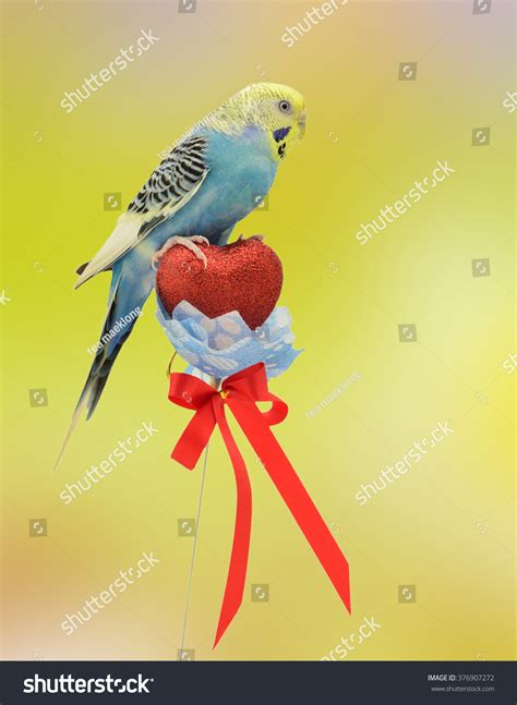 Parrot Heart Stock Photos Images And Photography Shutterstock