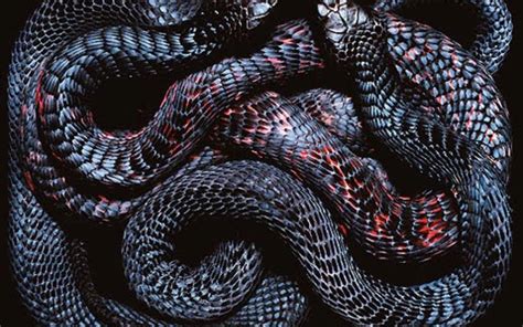 Cool Snake Wallpapers Top Những Hình Ảnh Đẹp
