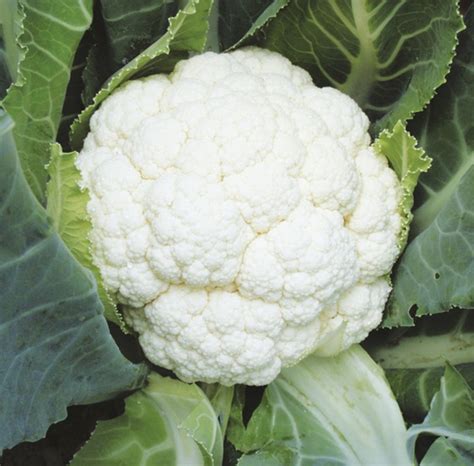 Self Blanche Cauliflower Seeds Plant And Heal