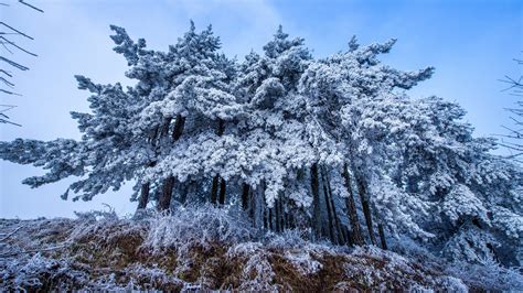 3840x2160 Frost Trees In Winter Snow 4k 4k Wallpaper Hd Nature 4k