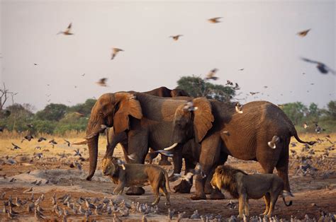 Differemt Animals In Africa Watering Hole With
