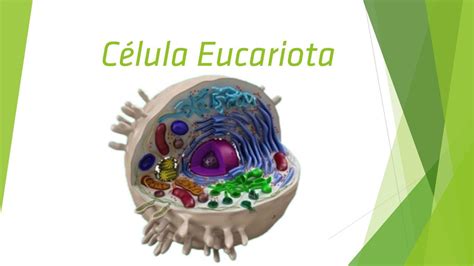 7 2 Estructura De La Celula Eucariota Citoplasma Biologia Celular Images