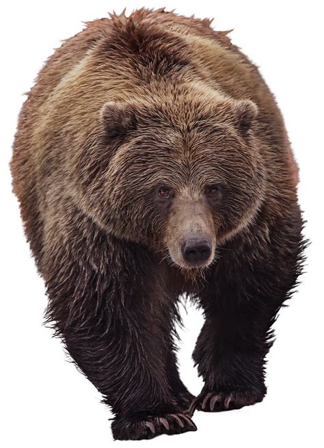 Bear Grizzly Mundo Animal - Foto gratis en Pixabay png image