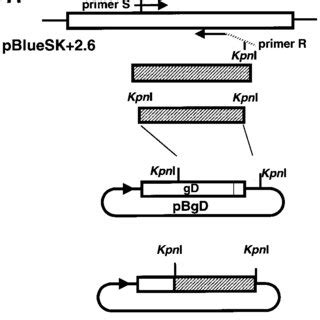 Spyhouse coffee shop or mojo monkey donuts. (PDF) Detection of B Virus Antibody in Monkey Sera Using ...