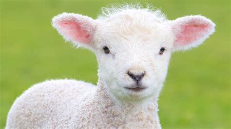 Das Lamm von Karlsruhe bis Bühl Ein Mäh auf das Osterfest