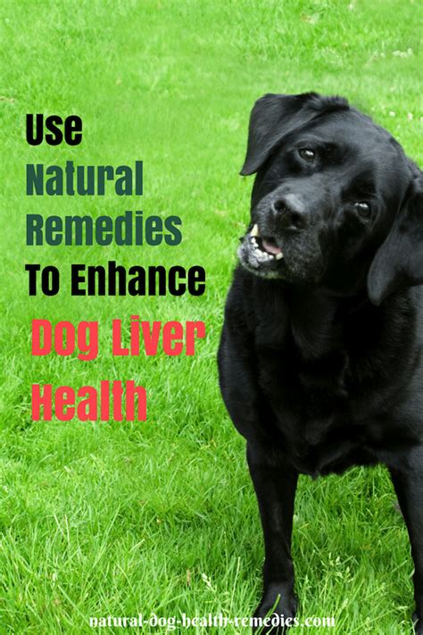 A liver shunt is an abnormal connection between the portal vein and the liver which allows blood to shunt around the liver. Dog Liver Health - Natural Remedies | Liver health, Dogs ...