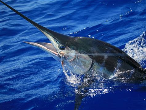 Targeting Australias Striped Marlin Fishtrackcom