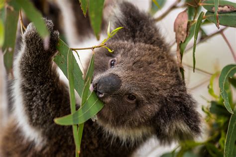 Laustralian Koala Foundation Le Refuge Des Marsupiaux