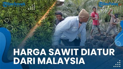 Indonesia Penghasil Kelapa Sawit Terbesar Di Dunia Tapi Harganya