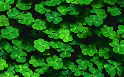 Clover Wallpapers Top Free Clover Backgrounds Wallpaperaccess