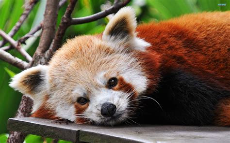 A collection of the top 67 cool panda wallpapers and backgrounds available for download for free. Red Panda Backgrounds - Wallpaper Cave