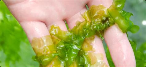 Sea Lettuce Ulva Lactuca Seaweed Solutions