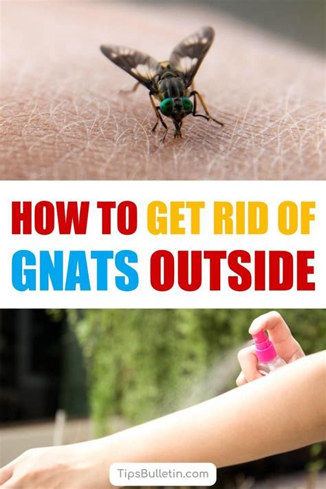 How To Get Rid Of Gnats In Houseplants With Vinegar Latest News