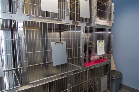 What To Expect Boarding Orchard View Veterinary Center