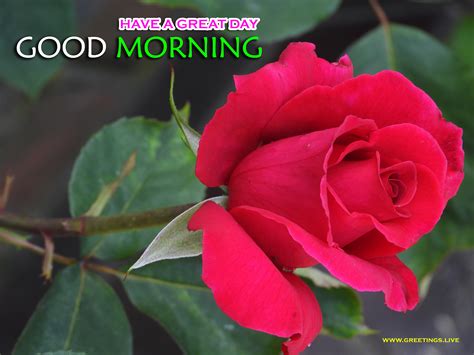 Rose Friend Good Morning Flowers Good Morning Friends Images Photos