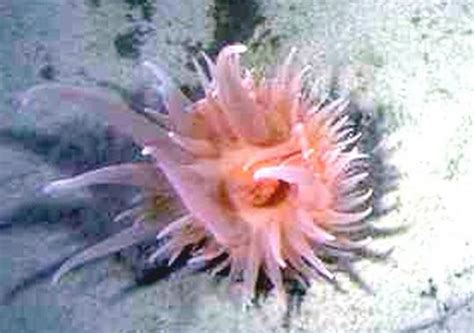 Anthozoa Sea Anemone Coral Sea Pen World Ocean Observatory