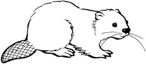 Beaver, : Cute Beaver Coloring Page | Beaver, Beaver pictures, Coloring ...