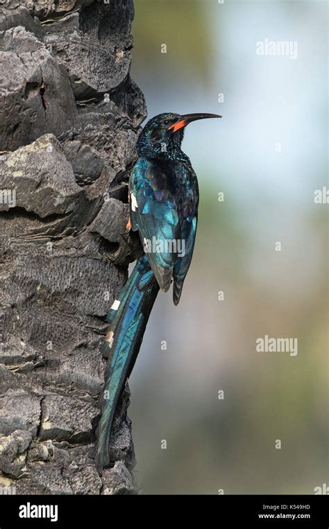 Green Wood Hoopoe Hi Res Stock Photography And Images Alamy