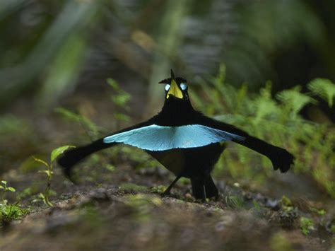 Smooth Dance Moves Confirm New Bird Of Paradise Species Macaulay Library