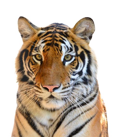 Tiger Head Isolated Stock Photo Image Of Nature Endangered 36019408