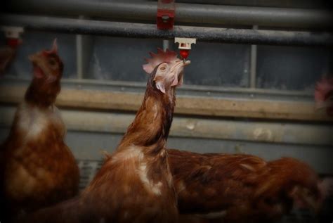 Hilltop Poultry Farm Sauders Eggs