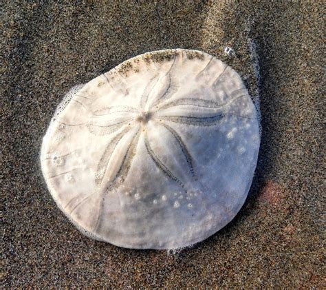 Albums 94 Wallpaper Picture Of A Sand Dollar Stunning