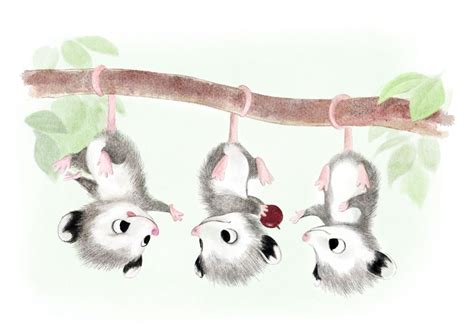 Cute Baby Possum Cartoon Children Behind White Blanket Illustration