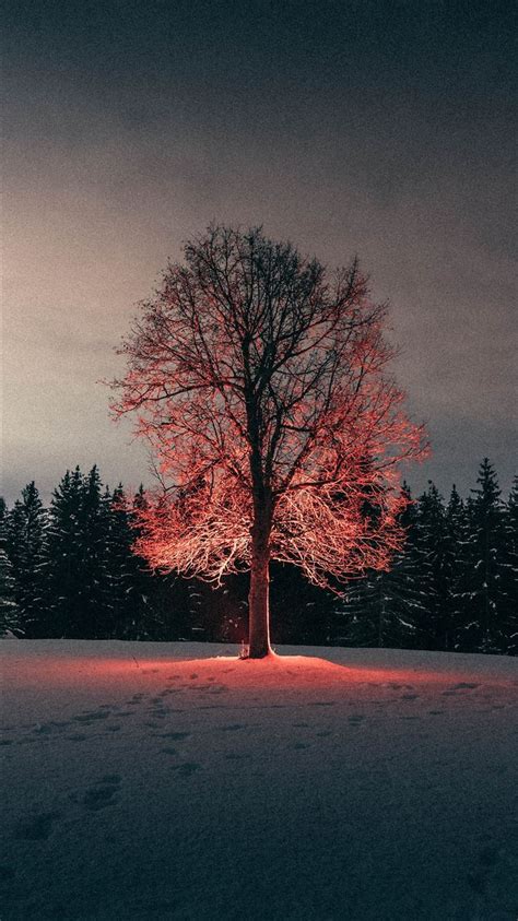 Leafless Tree On Snow Covered Ground Iphone 8 Wallpapers Free Download
