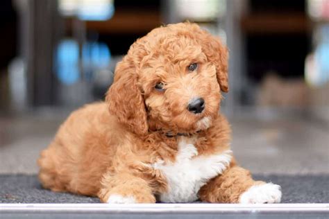 Irish Doodle Puppies For Sale ? Adopt Your Puppy Today ? Infinity Pups
