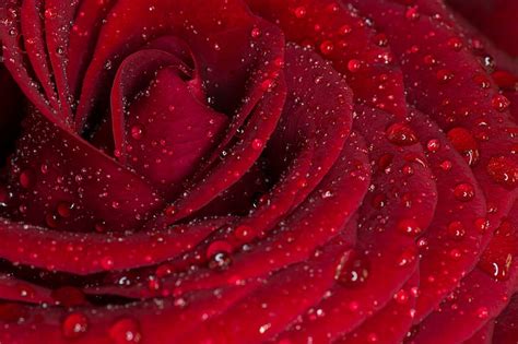Hd Wallpaper Macro Photography Of Rose Flower With Water Drops Rose