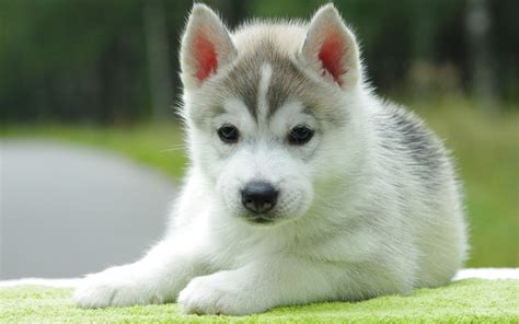 Cute Wolf Puppy Wallpapers Top Free Cute Wolf Puppy Backgrounds