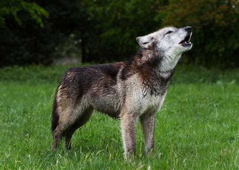 Wolves Get Much Needed Protection Under Endangered Species Act