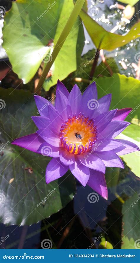 Nil Manel Nymphaea Stellata Blue Water Lily National Flower Of Sri