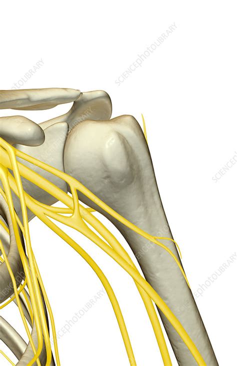 The Nerves Of The Shoulder Stock Image F0019335 Science Photo