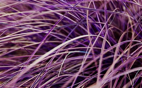 Download Wallpaper 3840x2400 Grasses Plant Macro Purple 4k Ultra Hd