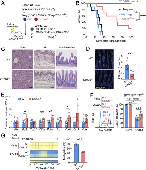 DNAM 1 Regulates Foxp3 Expression In Regulatory T Cells By Interfering