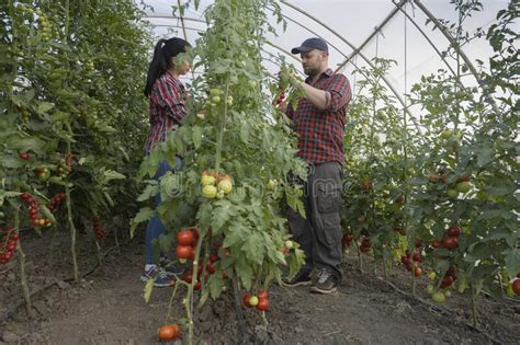 Friendly Team Harvesting Fresh Tomatoes From The Greenhouse Garden