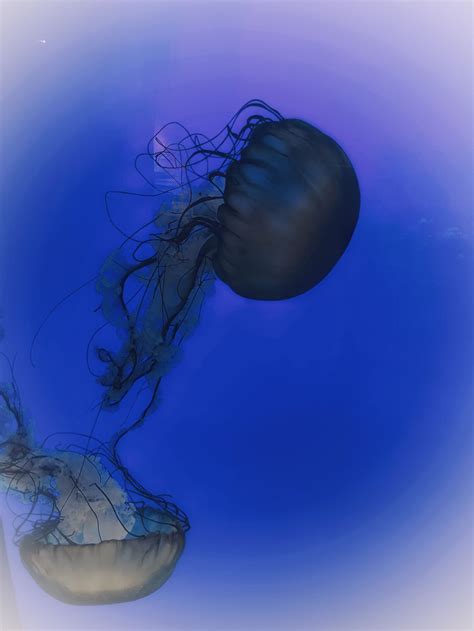 36472. Starts with J: Jelly Fish at the Oregon Coast Aquarium in New