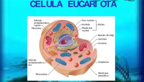 Esquema De Célula Eucariota ¡fotos And Guía 2021
