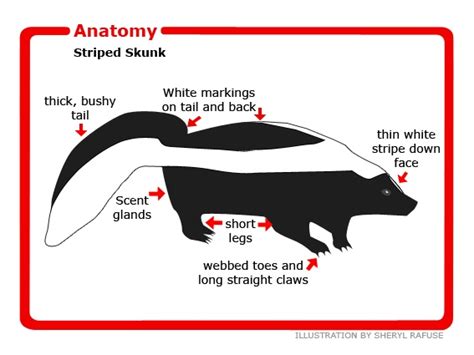 Anatomy Of The Striped Skunk Cg Education Pinterest