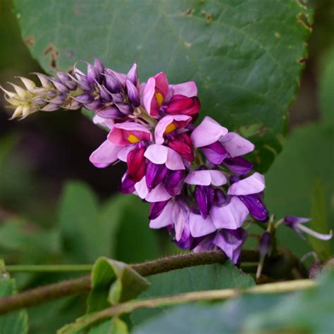 Kudzu Pueraria Montana Picturethis