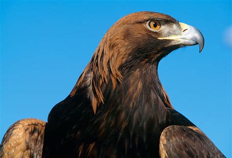 Golden Eagle Animal Stock Photos Kimballstock