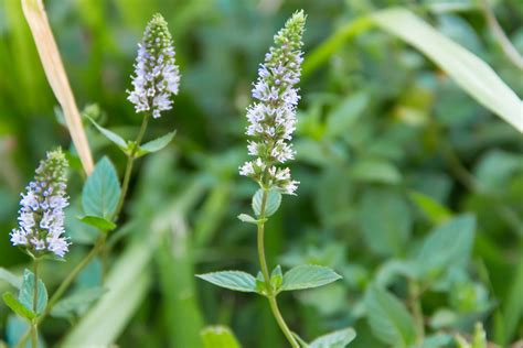Mint Flowers Everything You Should Know Workshopedia
