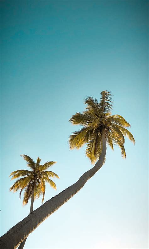 Palm Tree Blue Colorful Island Maldives Nature Palm Palmtree